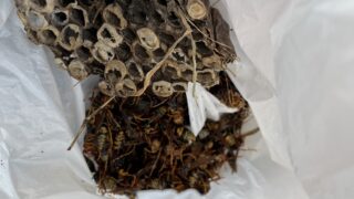 1度ハチに刺されるとアシナガ蜂でも危険