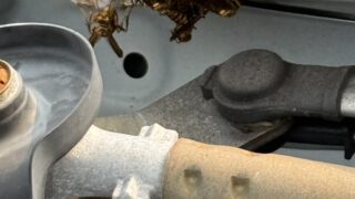 【岡山市南区】車のボンネット内にアシナガバチの巣！？即日対応で安心駆除【税込10,000円】