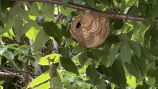 【岡山市中区】保育園の木にスズメバチの巣！即日対応で園児の安全を守る｜税込17,000円