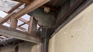 【福山市新市町】ソフトボールサイズのスズメバチの巣を駆除｜税込14,300円