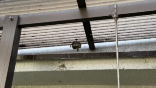 【福山市伊勢丘】野球ボールサイズのアシナガバチの巣を駆除｜10,000円（税込）