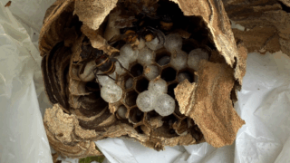 【福山市駅家町】母親がスズメバチに刺された！緊急駆除と応急処置の現場から