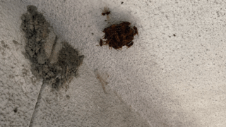 【福山市山手町】アシナガバチの巣を2カ所発見・駆除｜LINEでスムーズ対応・税込25,000円