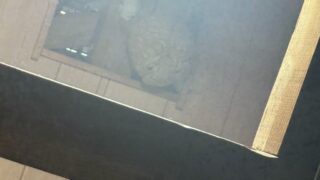 笠岡市大井南でスズメバチ駆除！屋根裏にバスケットボール大の巣を発見