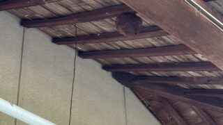 井原市芳井でスズメバチ駆除！毎年ご依頼いただくリピーター様宅にて安全対処