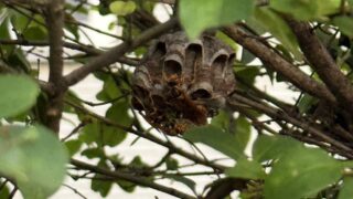 福山市駅家町で早朝のアシナガバチ駆除！お客様が刺される被害も