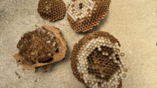 【岡山市北区】スズメバチ駆除｜物置の中にバレーボールサイズの巣！早朝対応で安全確保！
