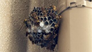 浅口市鴨方でアシナガバチ駆除｜即日対応＆クレカOK！拳サイズの巣を10分で安全撤去