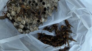 浅口市鴨方町で庭のブロックにできたアシナガバチの巣を駆除しました|ハチ職人あんばい