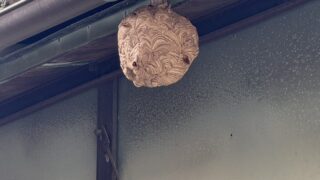 浅口郡里庄町】実家の蜂の巣を“立ち会いなし”で安全駆除!遠隔対応も可能|スズメバチ駆除事例