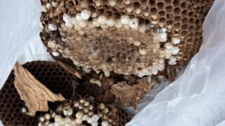岡山市北区にてスズメバチ・アシナガバチ・アナバチの3種類を駆除|複数の蜂の巣に注意!