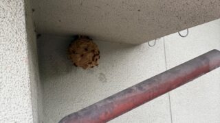 【井原市高屋】2階軒下のスズメバチ駆除を行いました|ハチ職人あんばい