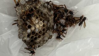 【福山市駅家町にてアシナガバチ駆除｜迅速対応で安心】