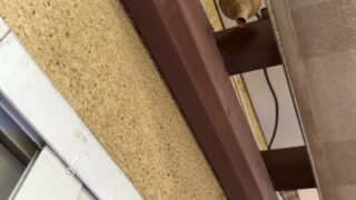 【岡山市北区】一階軒下のスズメバチの巣を駆除しました！