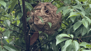 【福山市明王台にてスズメバチ駆除】木にできた巣を安全・迅速に撤去しました。