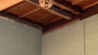 浅口市金光でスズメバチとアシナガバチを同時駆除！迅速対応で安全な環境に