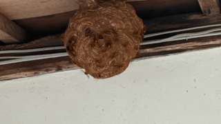 井原市芳井町でバレーボール大のスズメバチ駆除｜ハチ職人あんばい