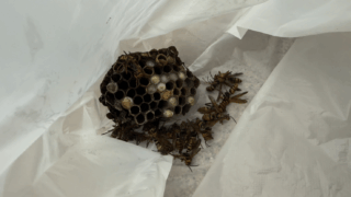 【福山市駅家町でアシナガバチ駆除｜ウッドデッキ下の危険な巣を迅速対応】