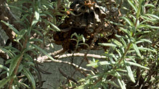 【福山市幕山台】庭木のローズマリーにできたアシナガバチ駆除事例（口コミ付き）