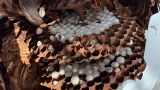 井原市美星で倉庫内のスズメバチ駆除｜ハチ職人あんばい