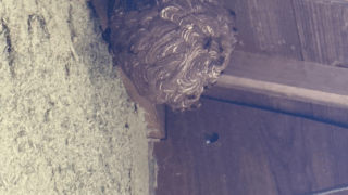 【井原市芳井】1階軒下にできたバレーボール大のスズメバチ駆除