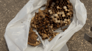 福山市大門町でスズメバチ駆除を行いました【ハチ職人あんばい】