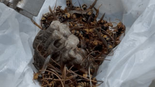 【井原市井原町】草木の中に隠れたアシナガバチの巣を駆除しました