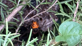 【福山市新市町】ローズマリーの中とウッドデッキ下に潜んでいたアシナガバチの駆除事例