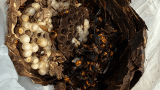 【井原市大江町】木の茂みにできたスズメバチの巣を駆除しました