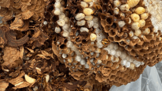 岡山市北区でスズメバチ駆除（2階軒下・バスケットボール大の巣）