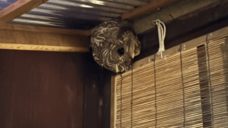 浅口市鴨方町でスズメバチ駆除しました