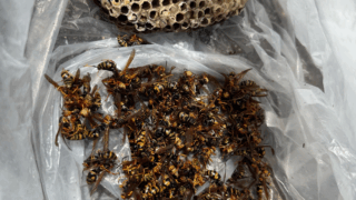 【府中市中須】歯科医院からのご依頼でアシナガバチ駆除（立ち会いなし対応）