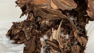 【岡山市北区｜物置のスズメバチ駆除】