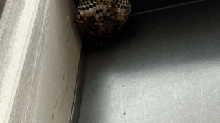 【岡山市北区｜1階軒下のアシナガバチ駆除事例】～自分での駆除は危険！古い巣もまとめて除去～