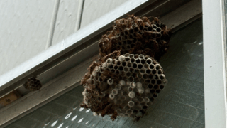 【井原市木之子町】工場で大量発生したアシナガバチの巣を調査・駆除しました