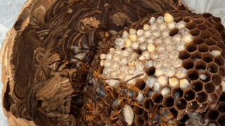 井原市大江町】公民館の軒下にできたスズメバチ駆除｜迅速対応で自治会長さんも大満足