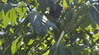 福山市 庭木にできたスズメバチの巣を駆除しました