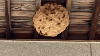 笠岡市笠岡でスズメバチ駆除！2階軒下にできた大きな巣を45分で安全に撤去しました