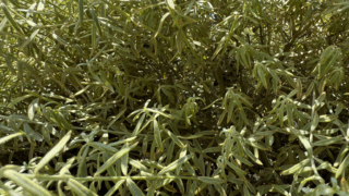 【岡山市南区】庭木の中のアシナガバチ駆除｜刺されてしまったお客様からのご依頼