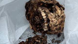 井原市西江原町でスズメバチ駆除（カーポート内）