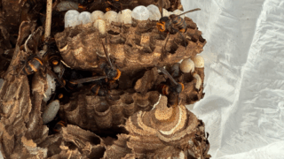 福山市新市町で庭木の茂みにできたスズメバチの巣を駆除しました