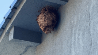 【井原市笹賀町】ご紹介からのご依頼｜空き家の2階軒下にできたスズメバチの駆除