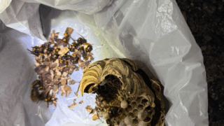 【井原市芳井町】倉庫内にできたスズメバチの巣を駆除しました