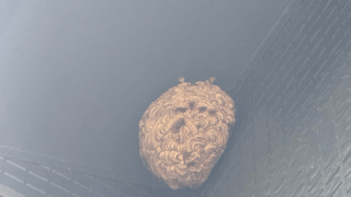 福山市東明王台にてスズメバチ駆除（2階軒下・バレーボールサイズ）