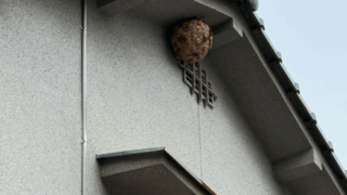 【福山市神辺町】2階軒下のスズメバチ駆除｜即日対応で安心！