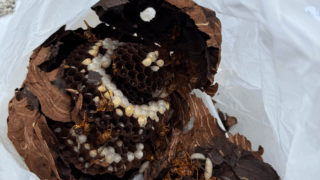 【福山市赤坂町】2階軒下にできたスズメバチの巣を駆除しました