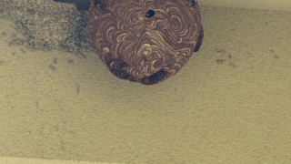 【福山市本郷町】2階軒下のスズメバチ駆除を実施しました