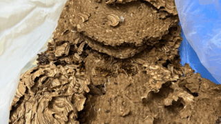 【浅口市鴨方町】屋根裏にできた巨大スズメバチの駆除(バレーボール2個分)