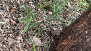 【笠岡市有田】木の根元に集まるオオスズメバチの駆除依頼