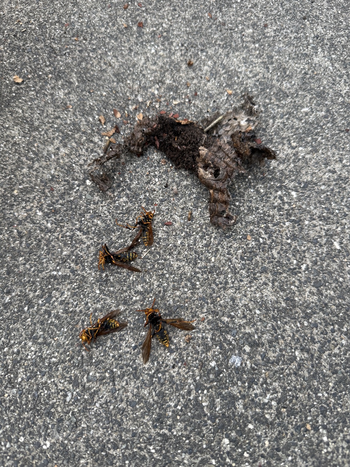 笠岡市東大戸 駆除したアシナガバチの巣と蜂